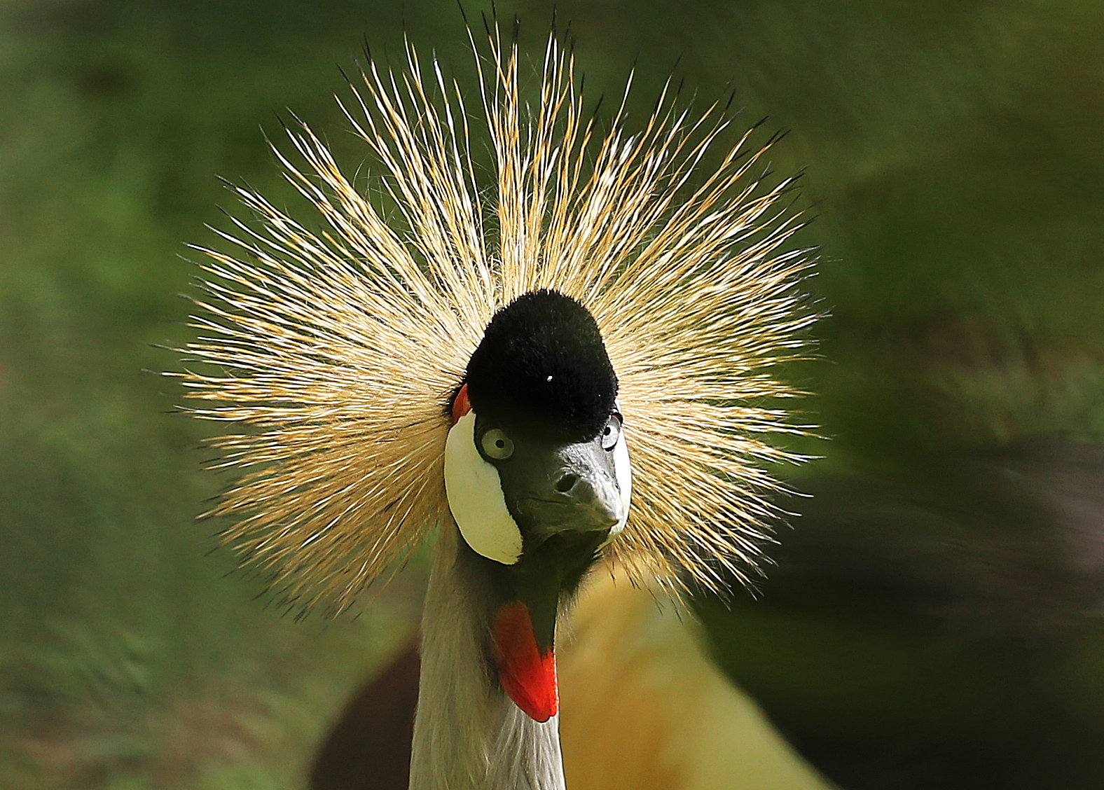 crowned crane