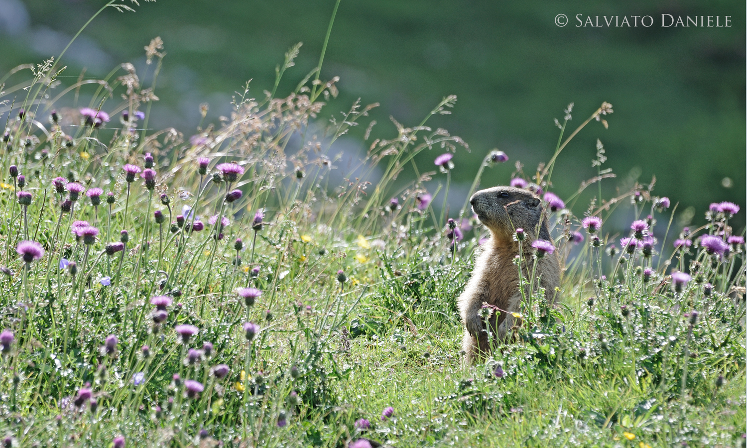 i primi raggi del sole