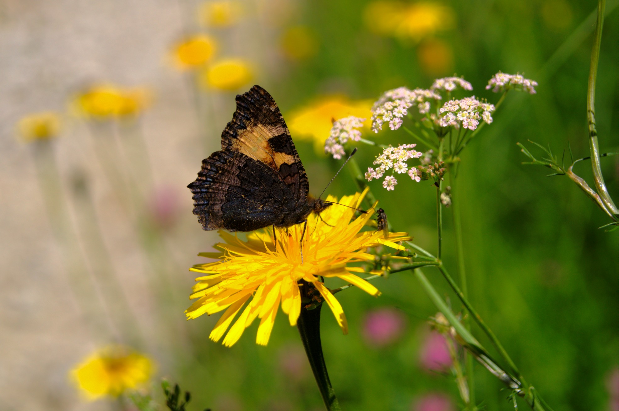 Aglais Urticae-Vanessa