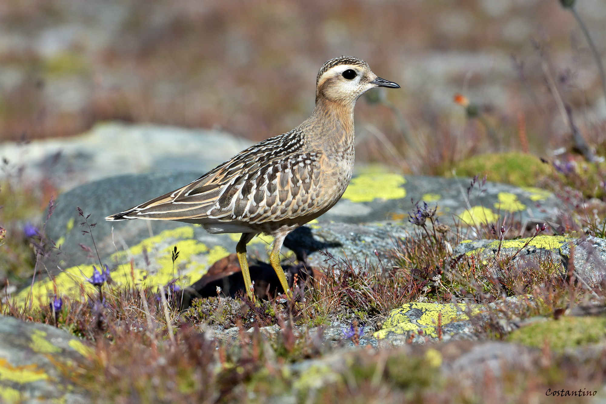 Dotterel (Charadrius morinellus)