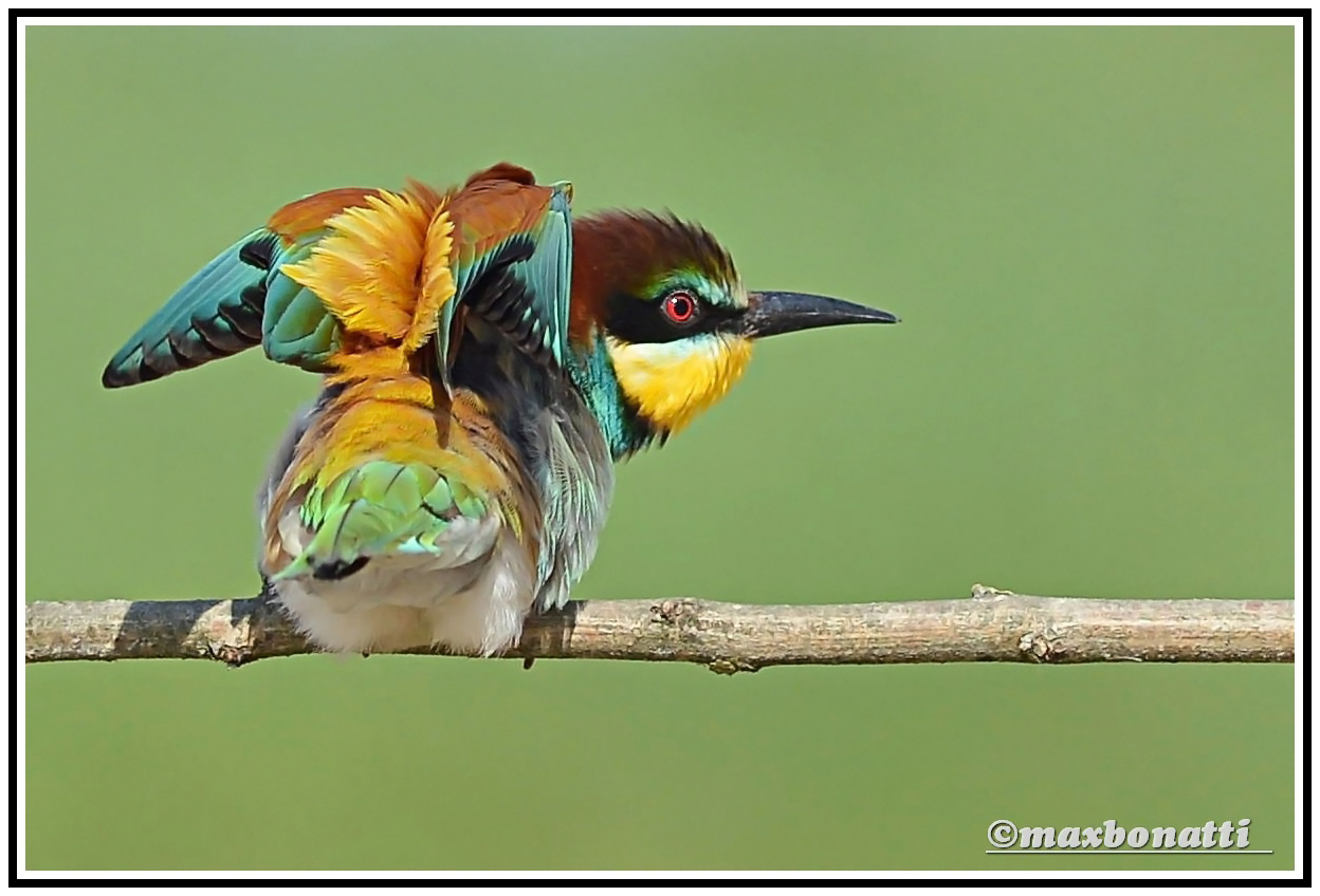 Bee-eater