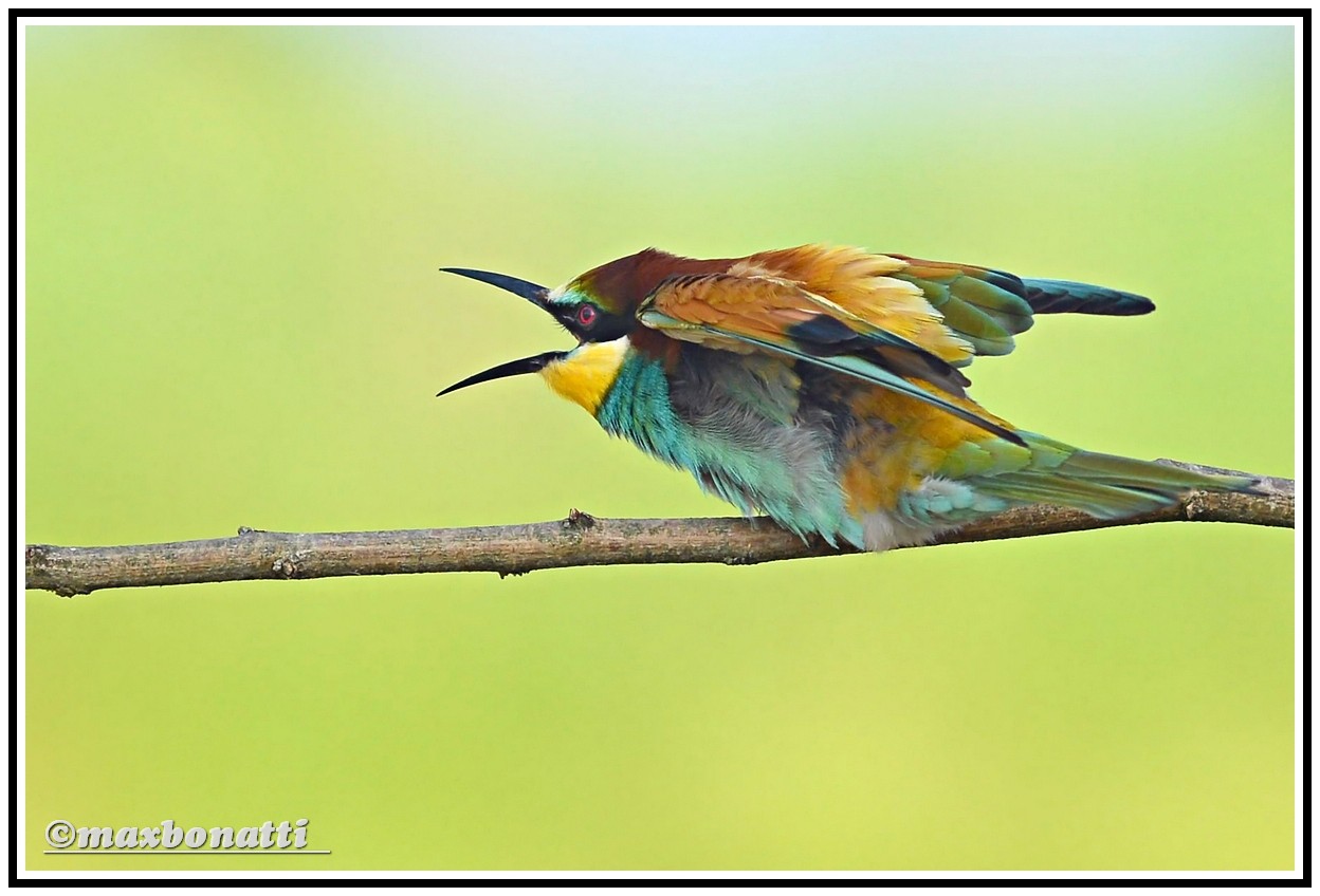 Bee-eater