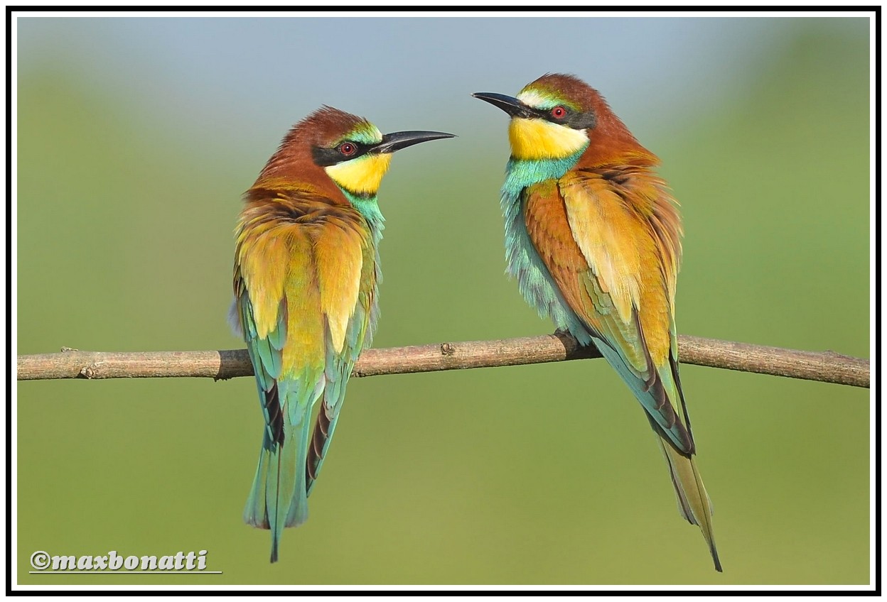 Bee-eater
