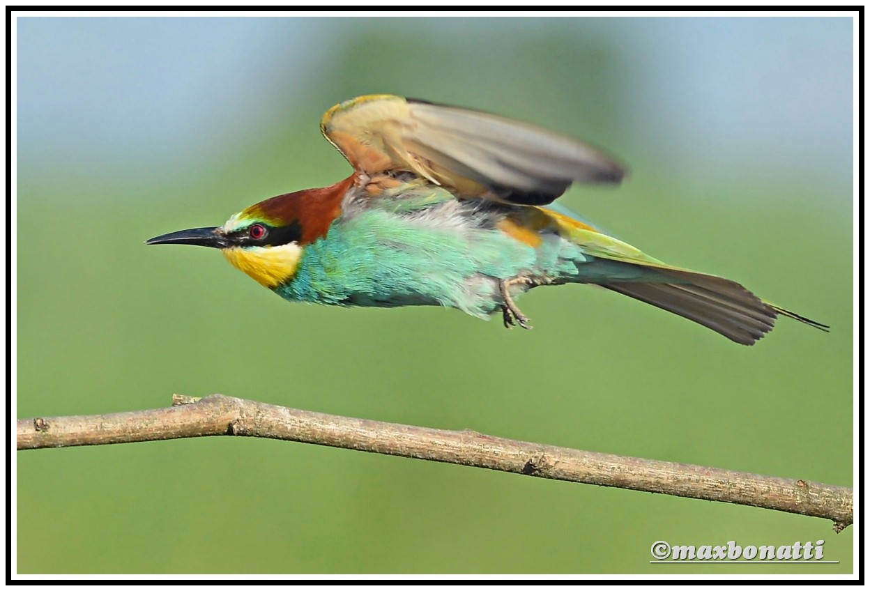 Bee-eater