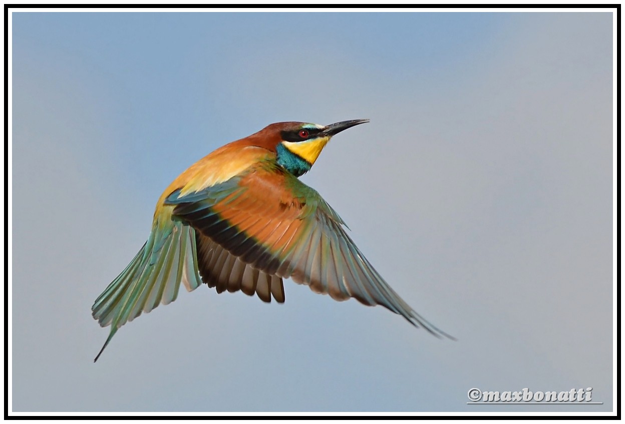 Bee-eater