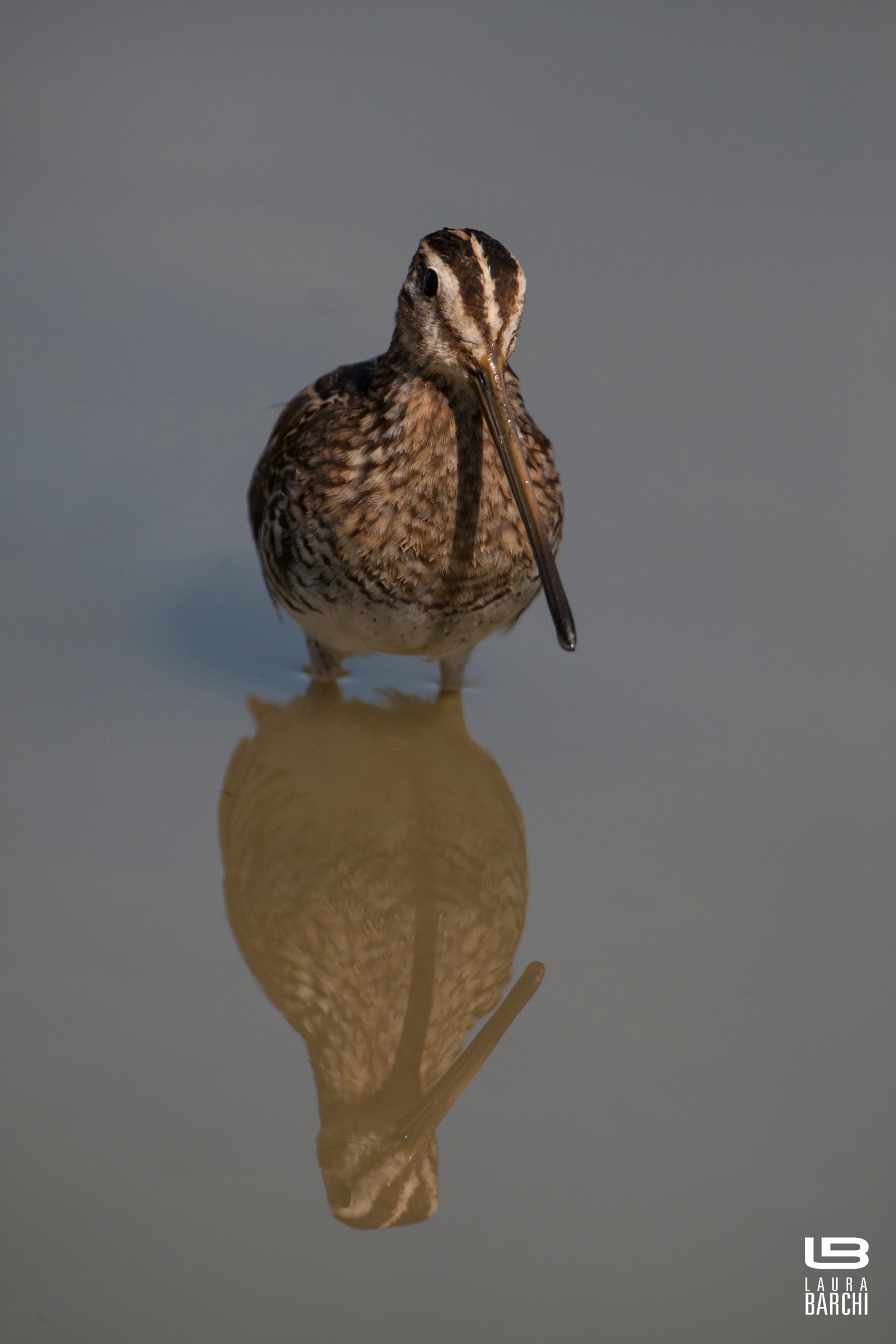Beccaccino allo specchio