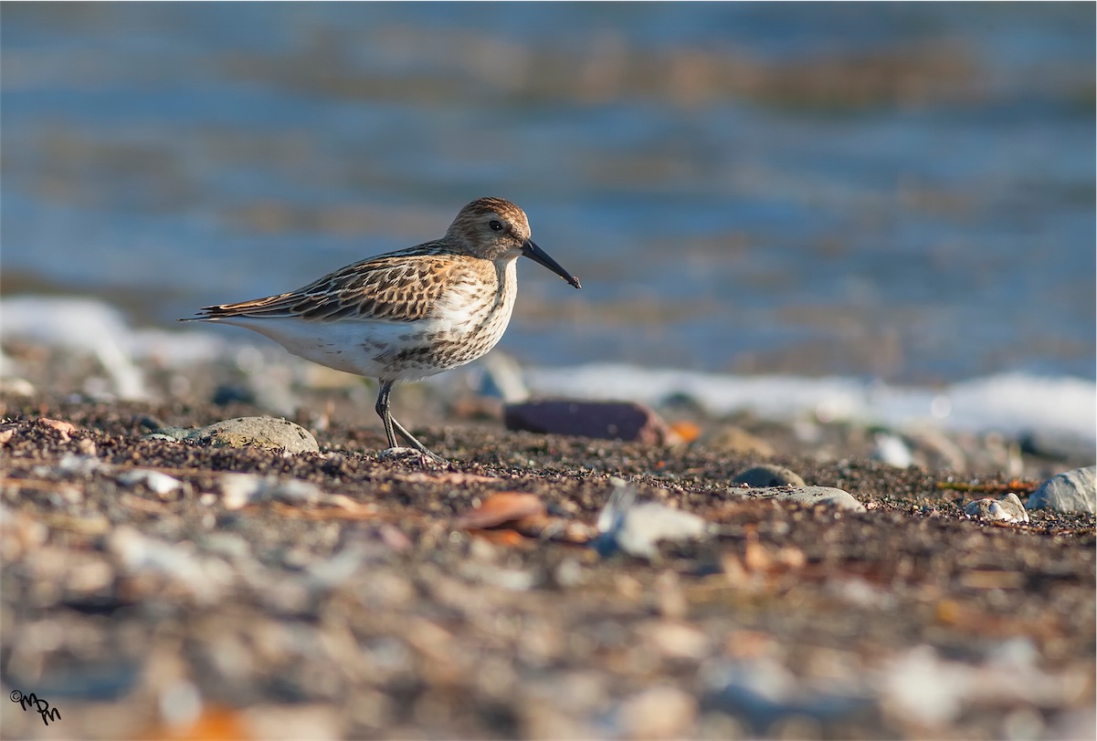 Dunlin