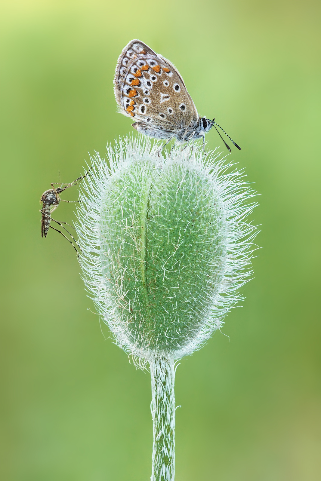 La Bella e la Bestia