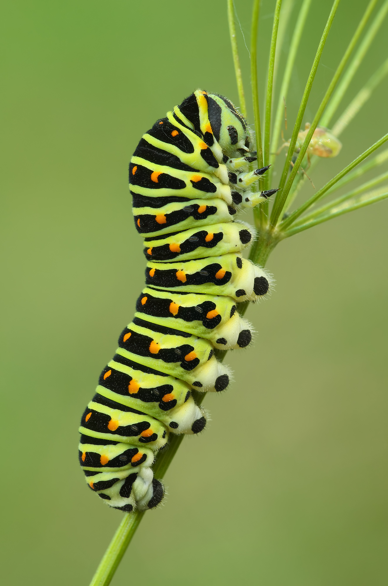 Papilio machaon