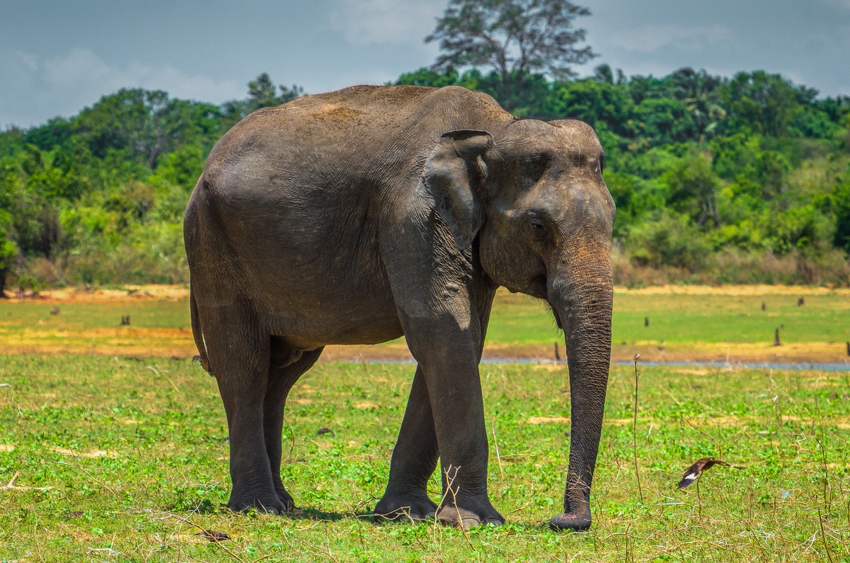 Sri Lanka - Uda Walawe