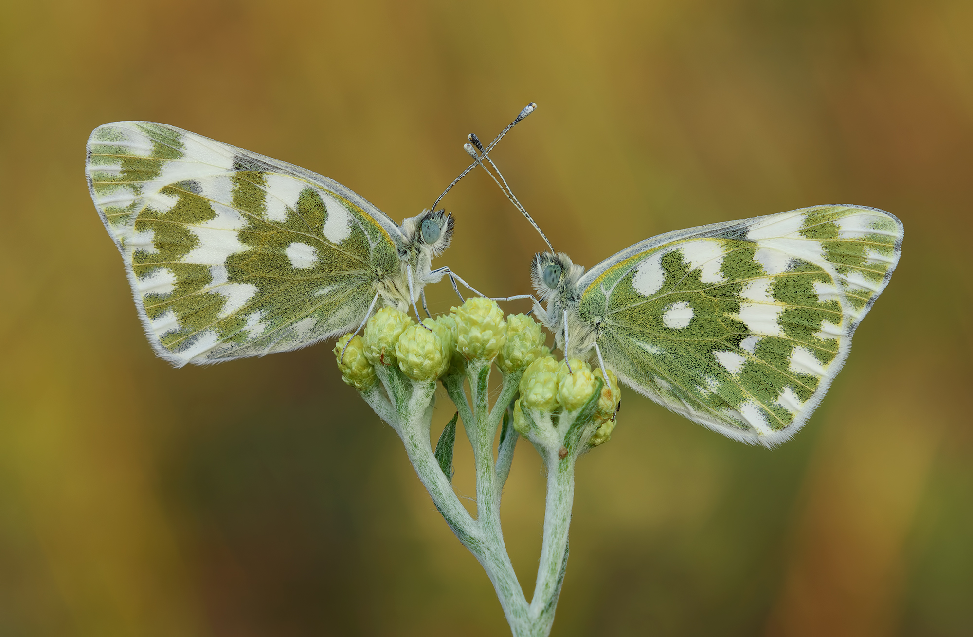 Double Pontia daplidice