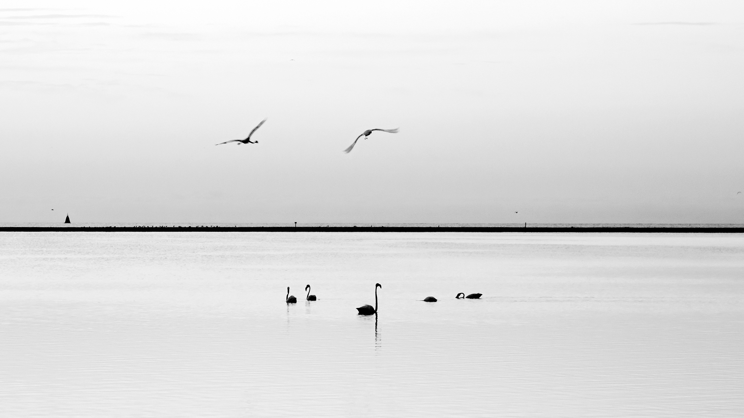 Fenicotteri tra i due mari
