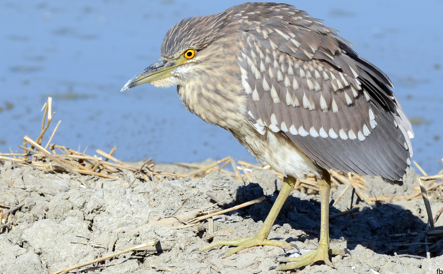 il pullo di nitticora incavolato