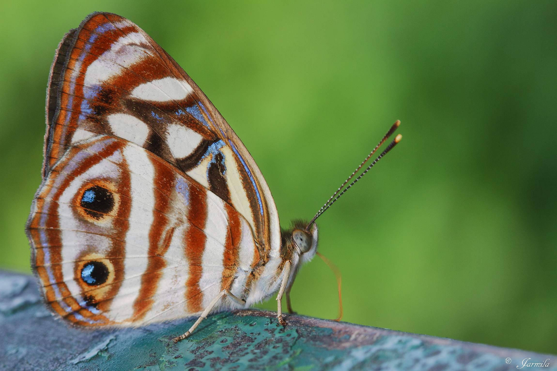 La farfalla tropicale dell'Iguazú