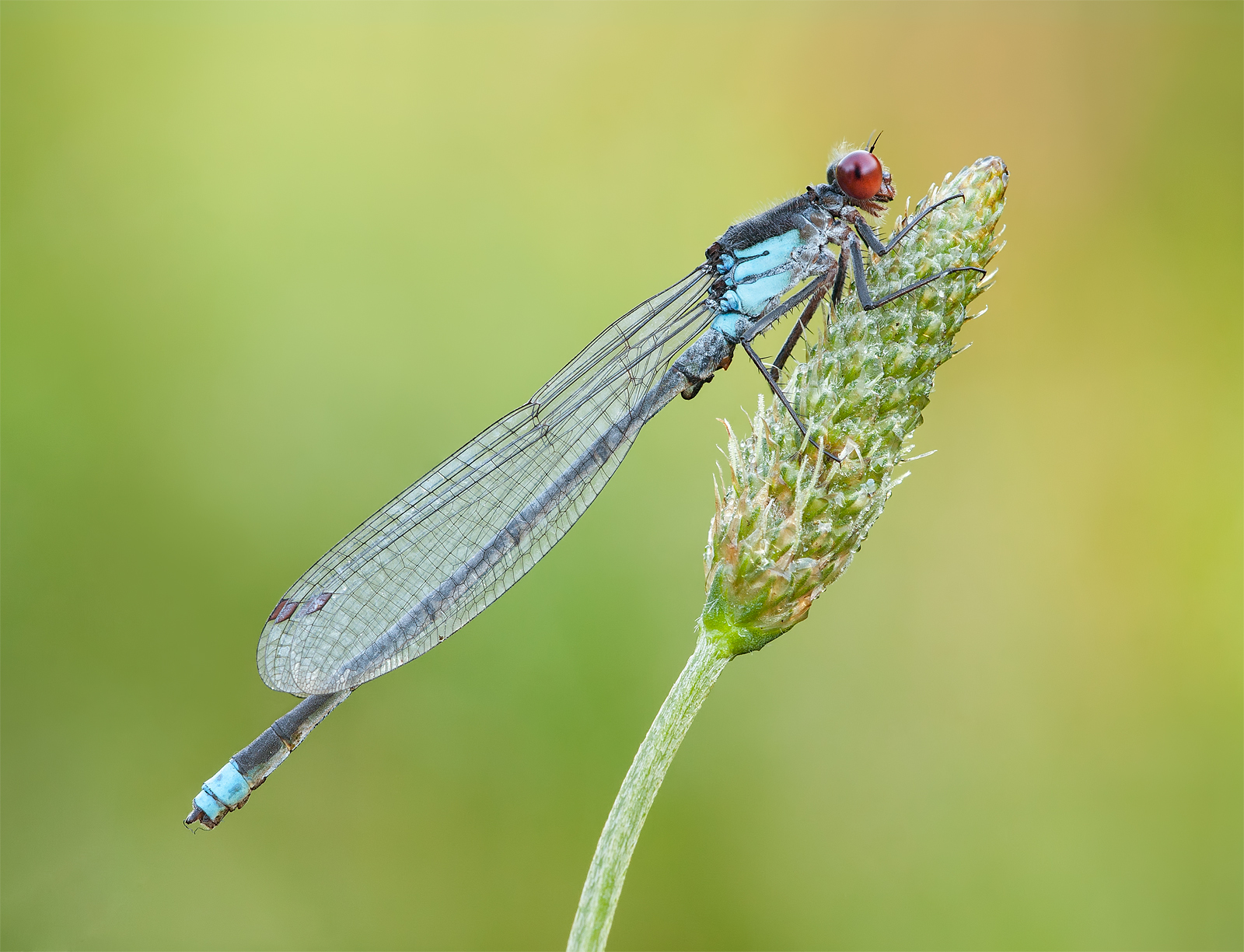 The Small Red-eyed Damselfly