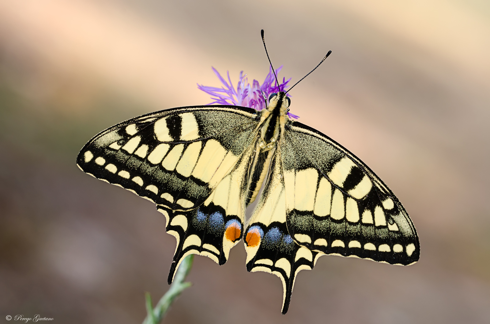 Papilio Machaon 3