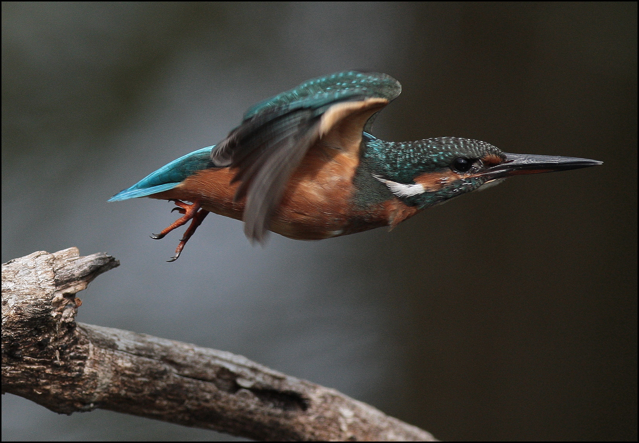martin pescatore femmin-Alcedo atthis-kingfisher