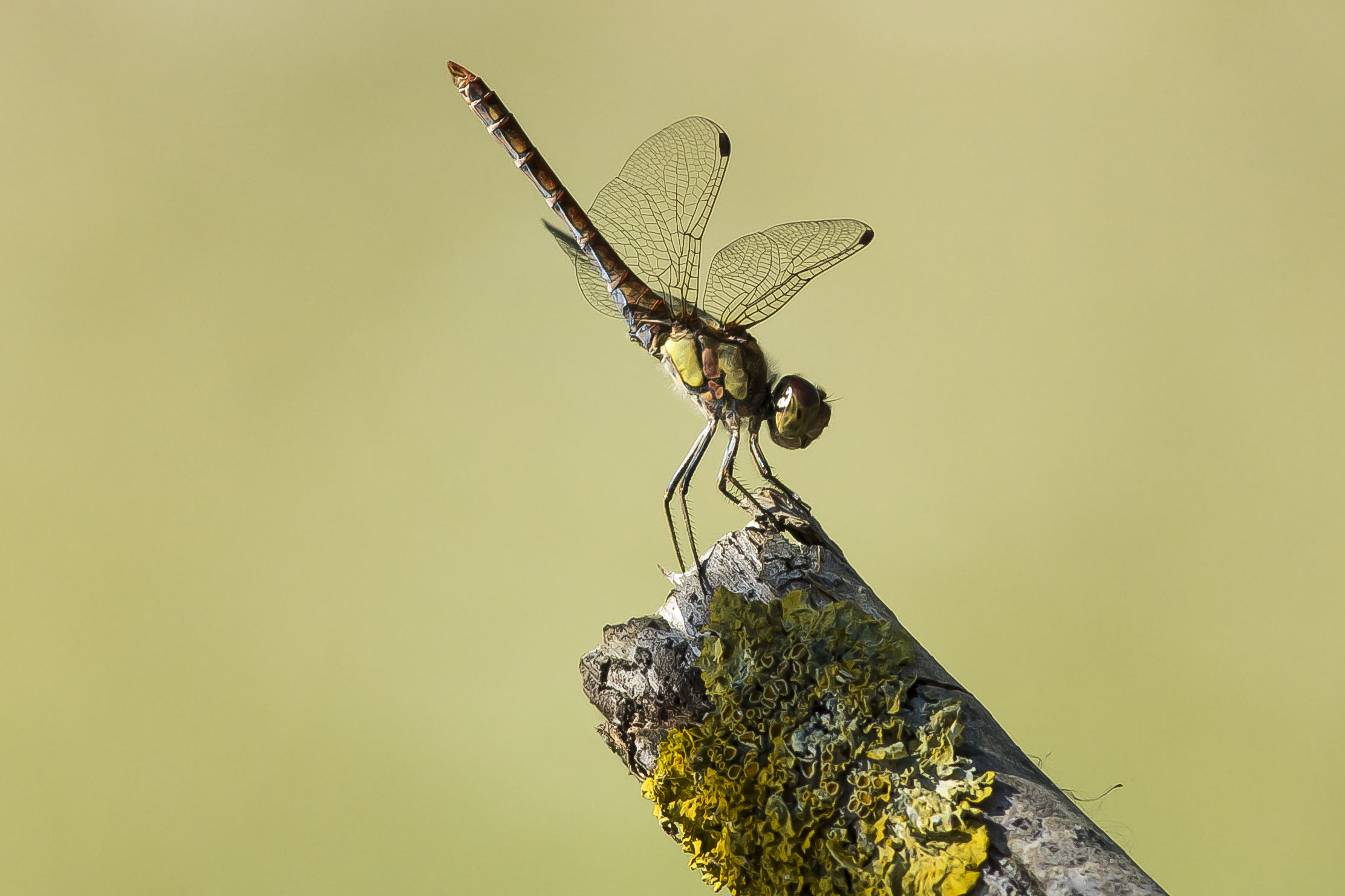 dragonfly