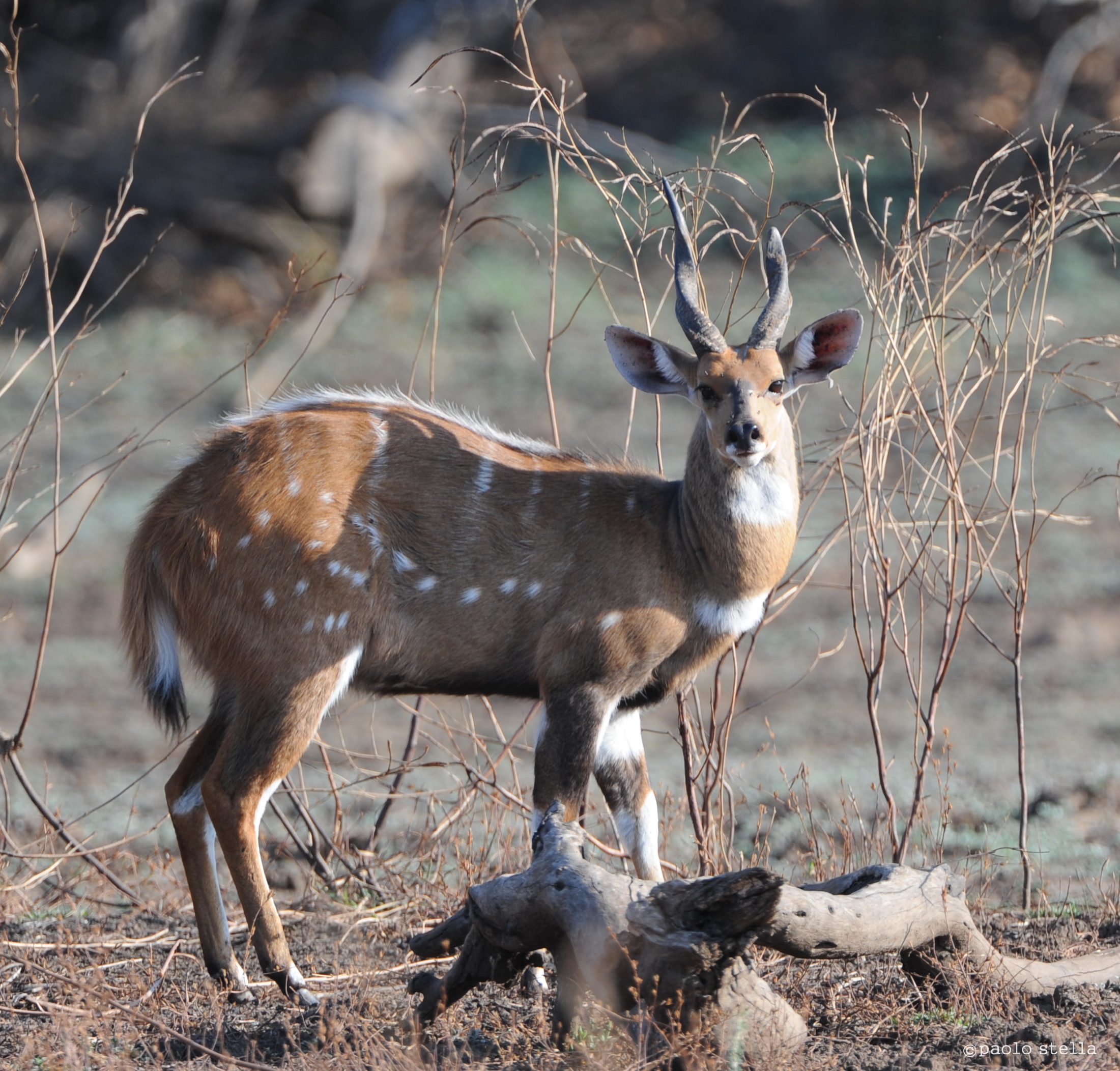 Male Bushbuck - Tragelaphus scriptus