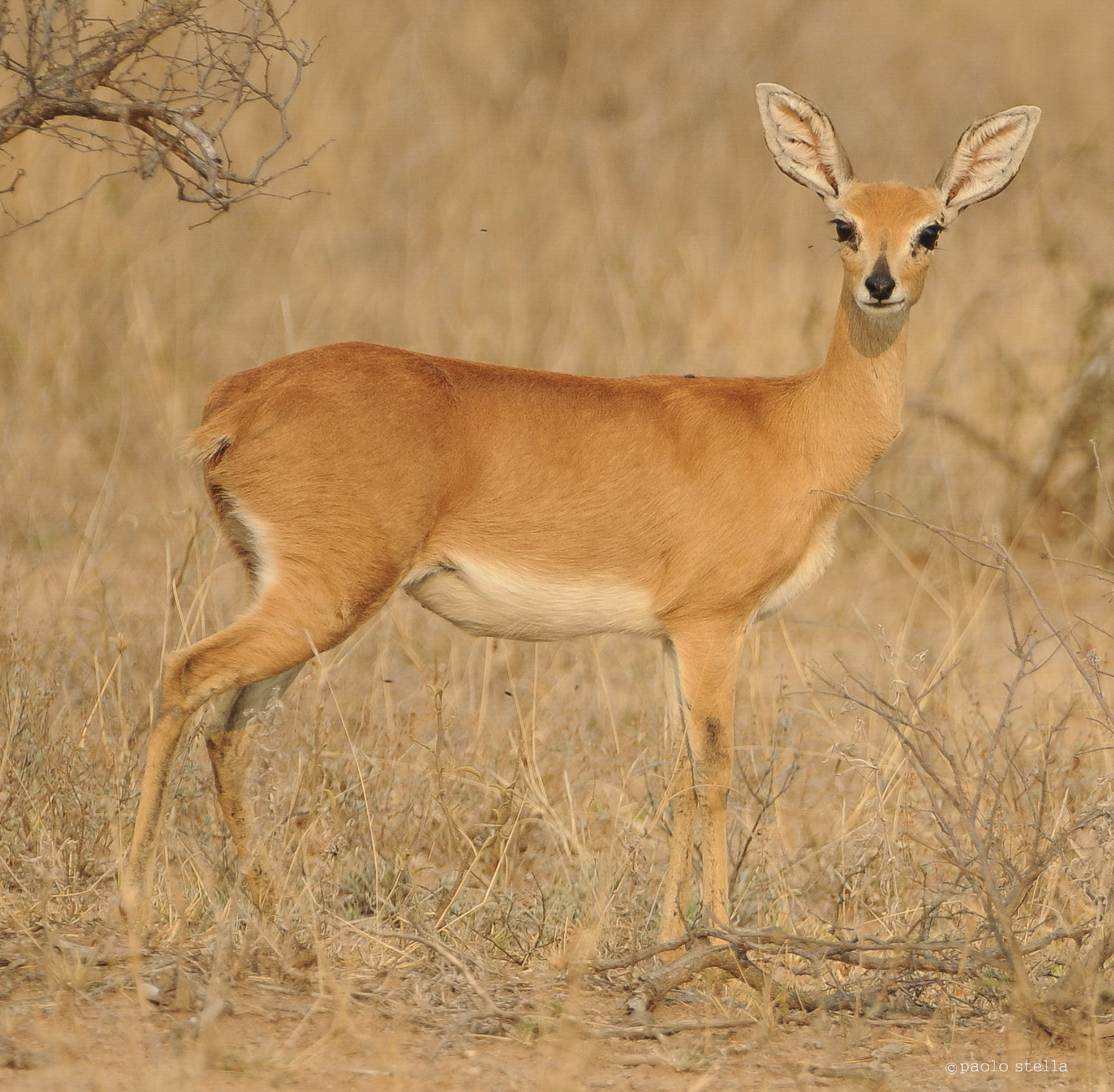 Steenbok - Raphicerus campestris