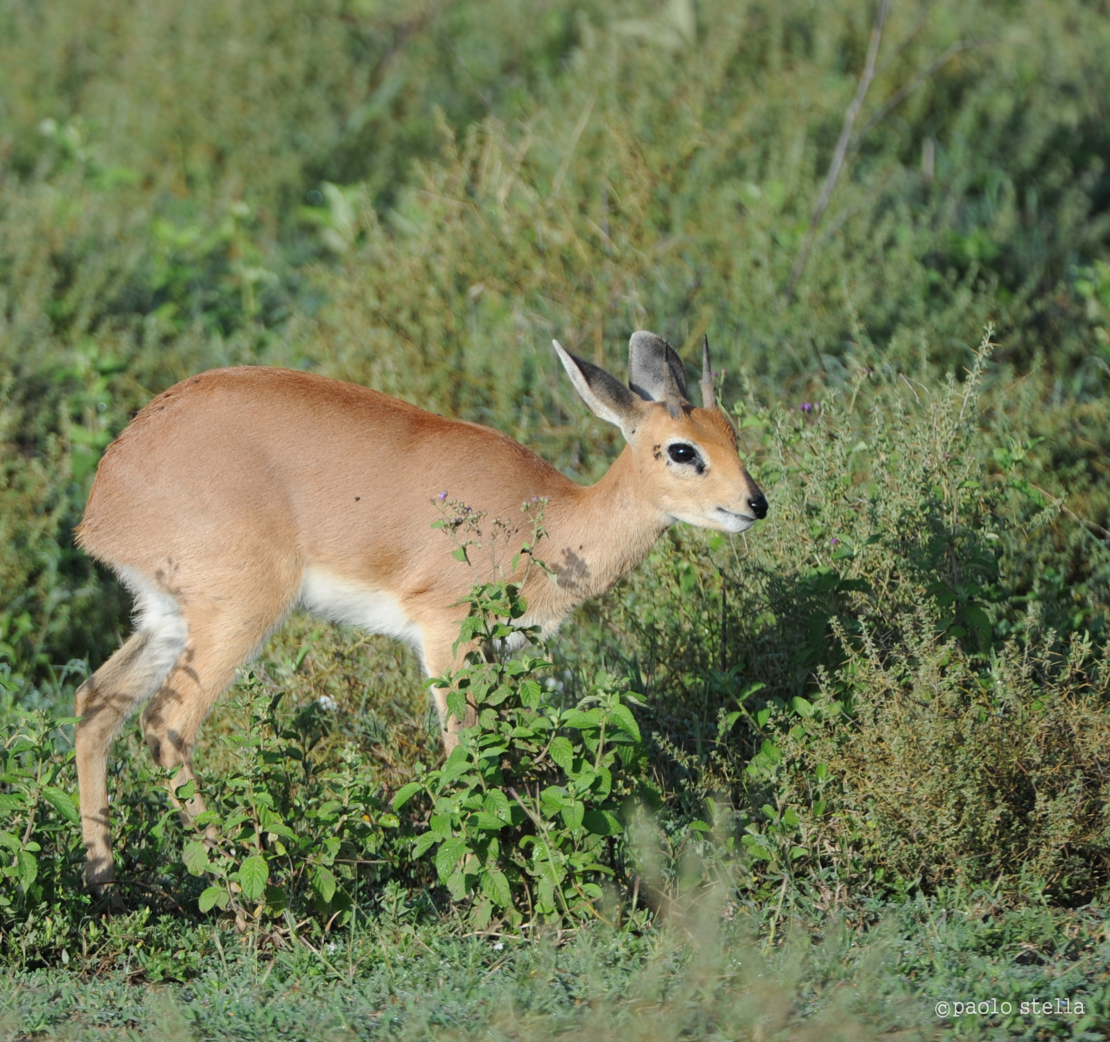 Male Klipspringer - Oreotragus oreotragus