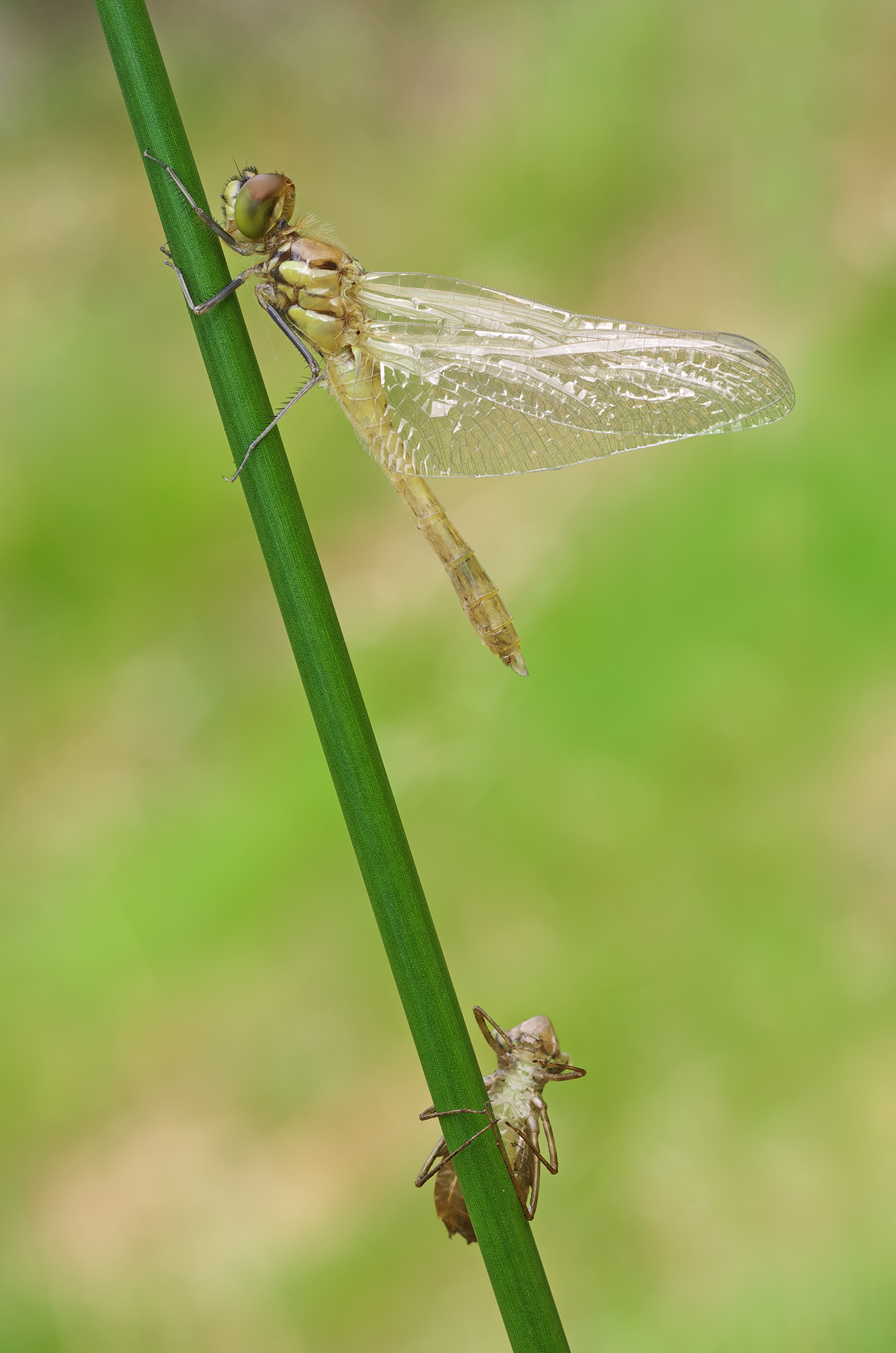 Sympetrum