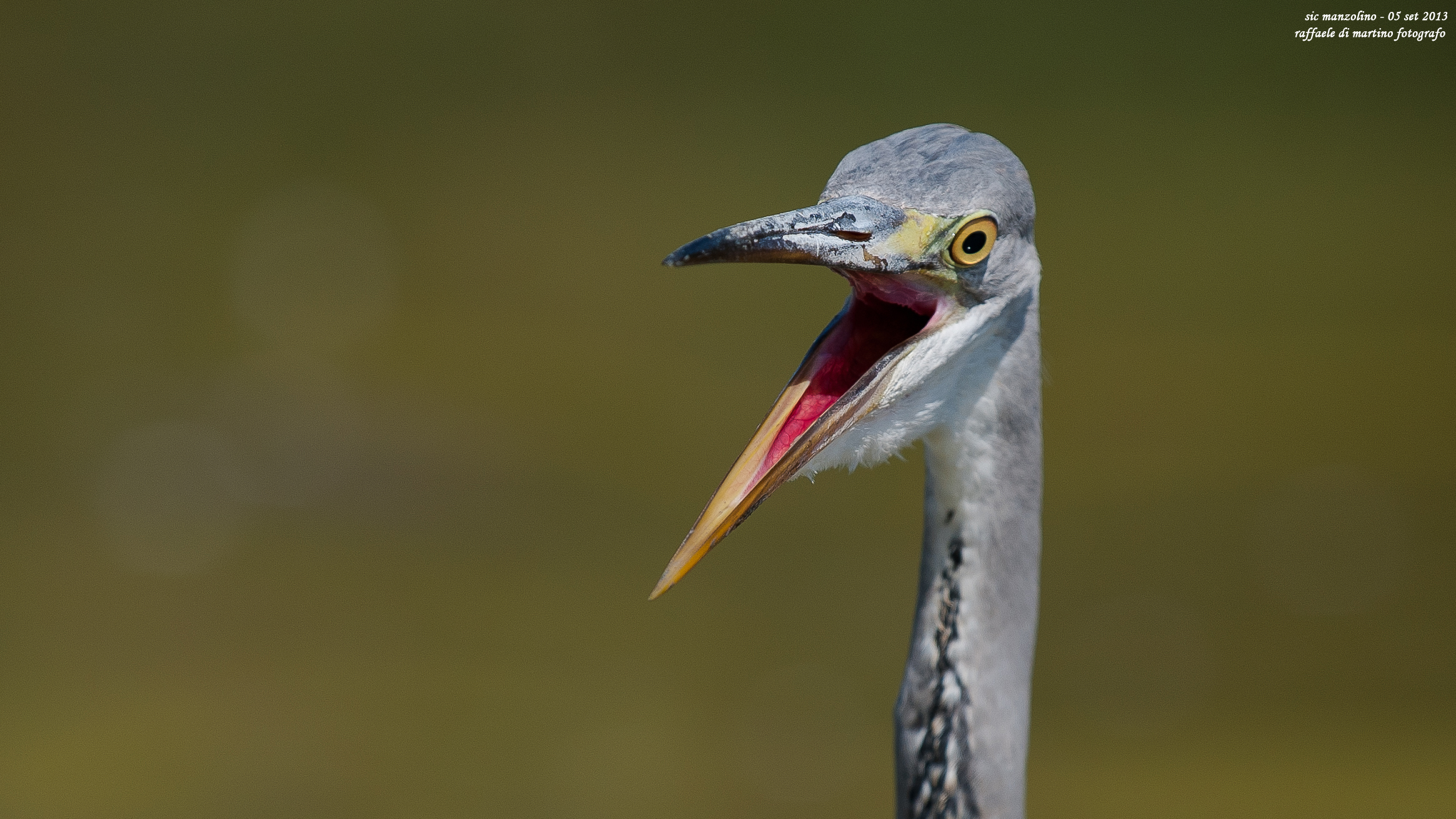 vediamo le tonsille!!!!!!!