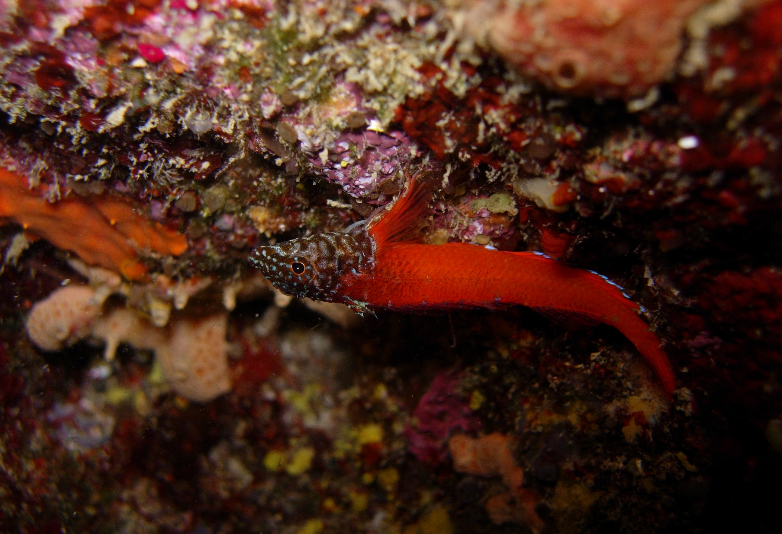 Tripterygion melanurus