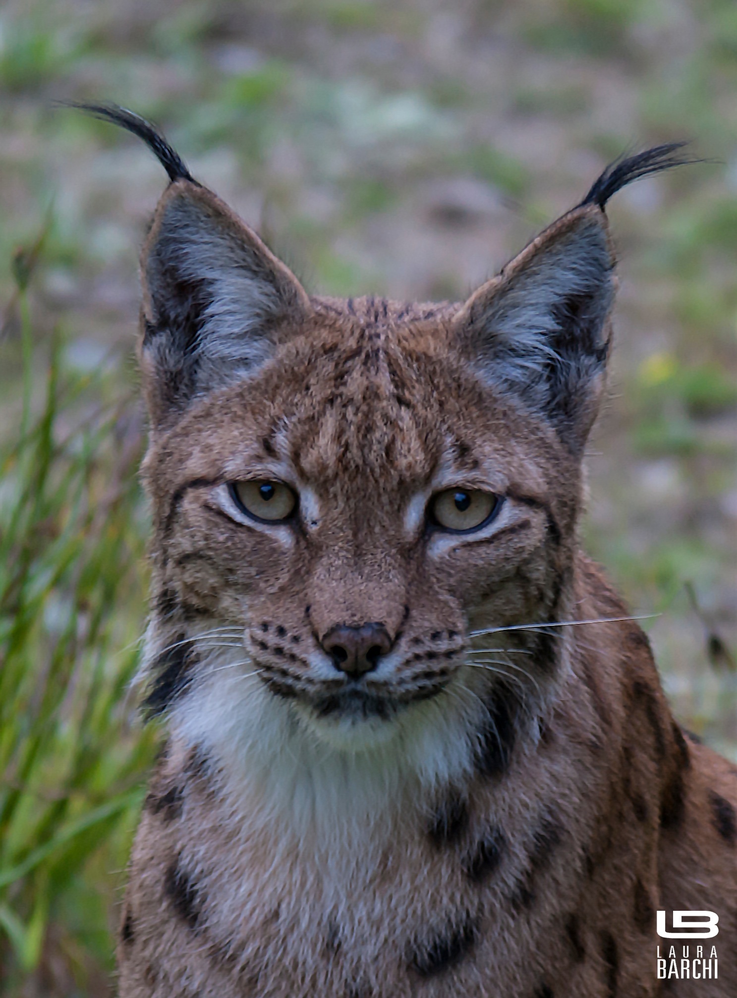 Lince