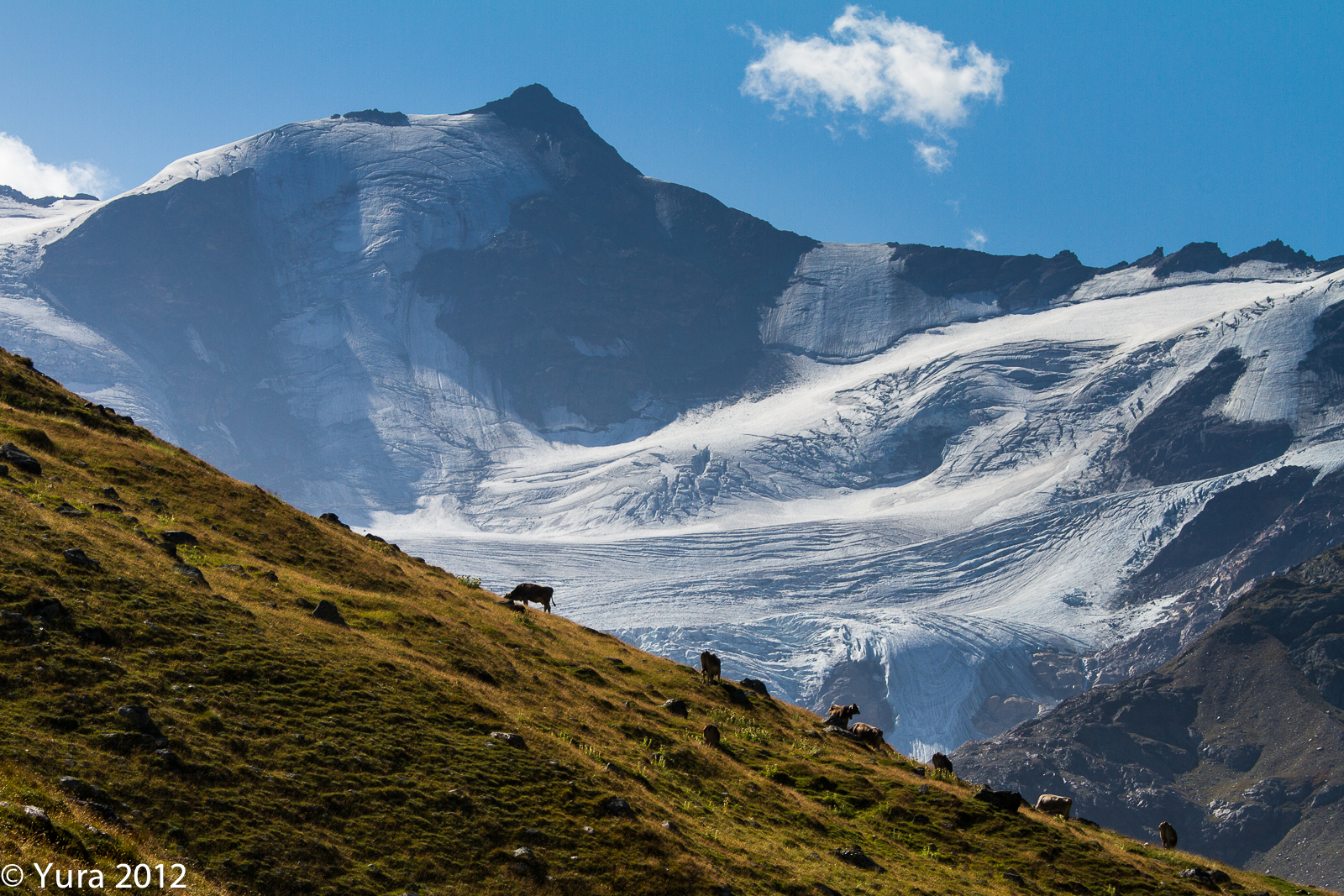 Pasture in Val Cedec