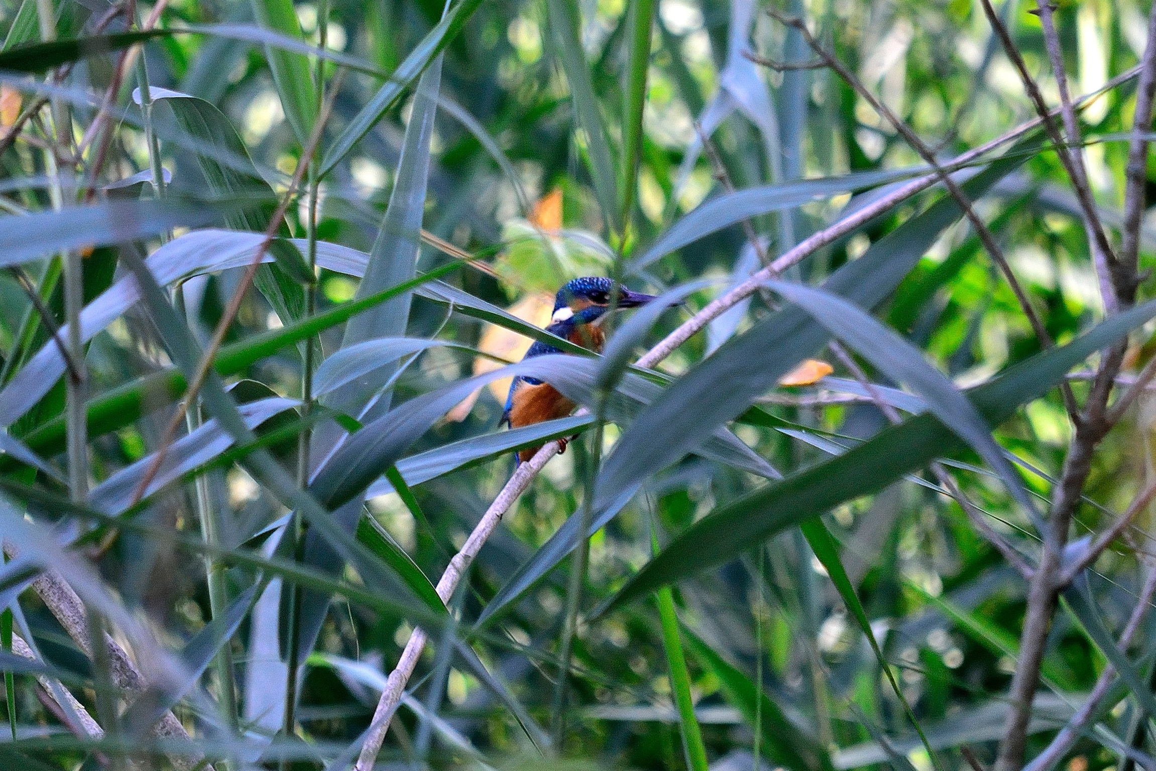Martin pescatore timido
