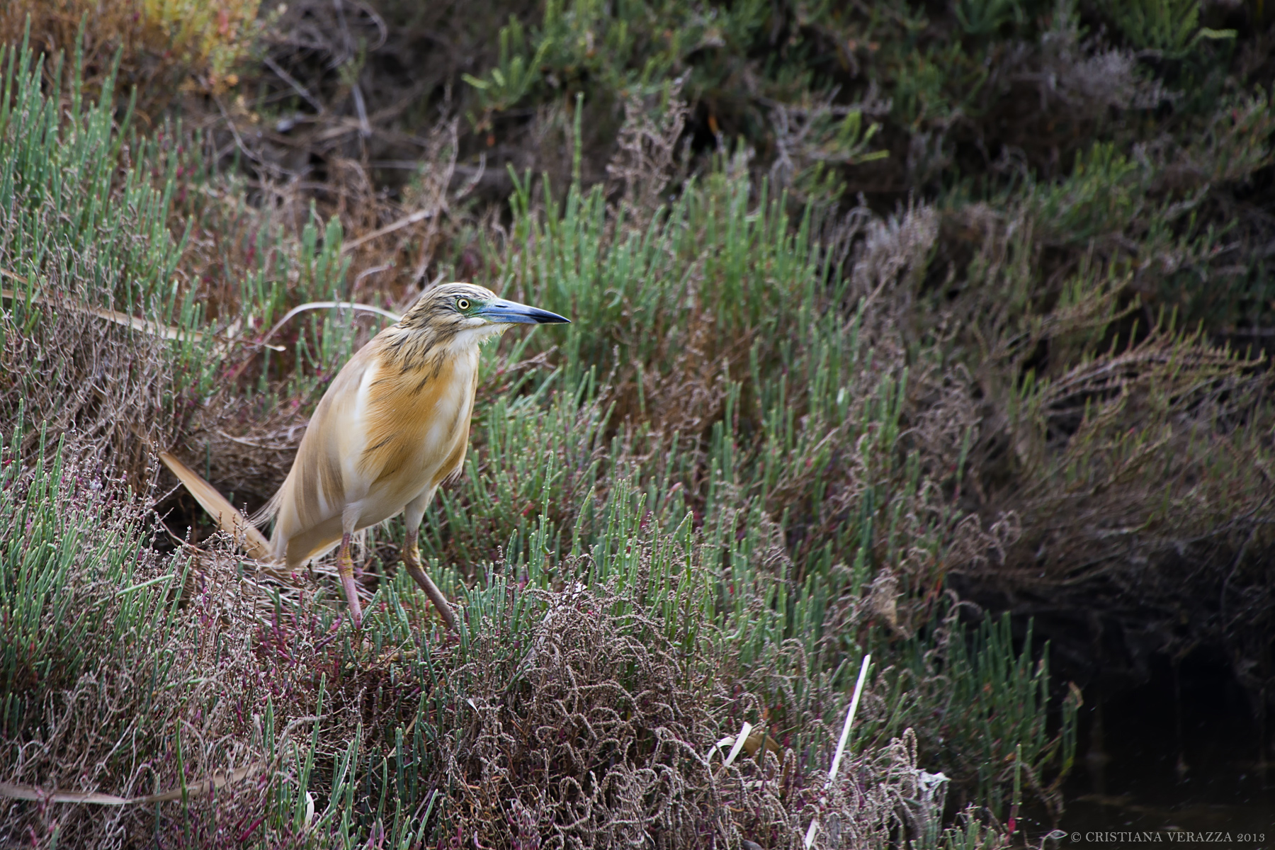 Sgarza Ciuffetto nidificante