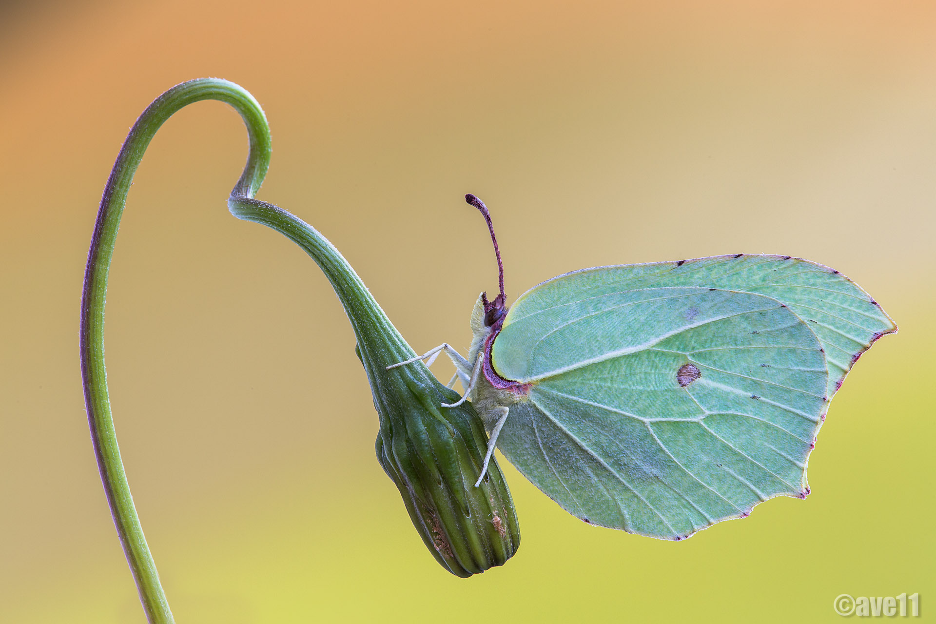 la mia prima cedronella