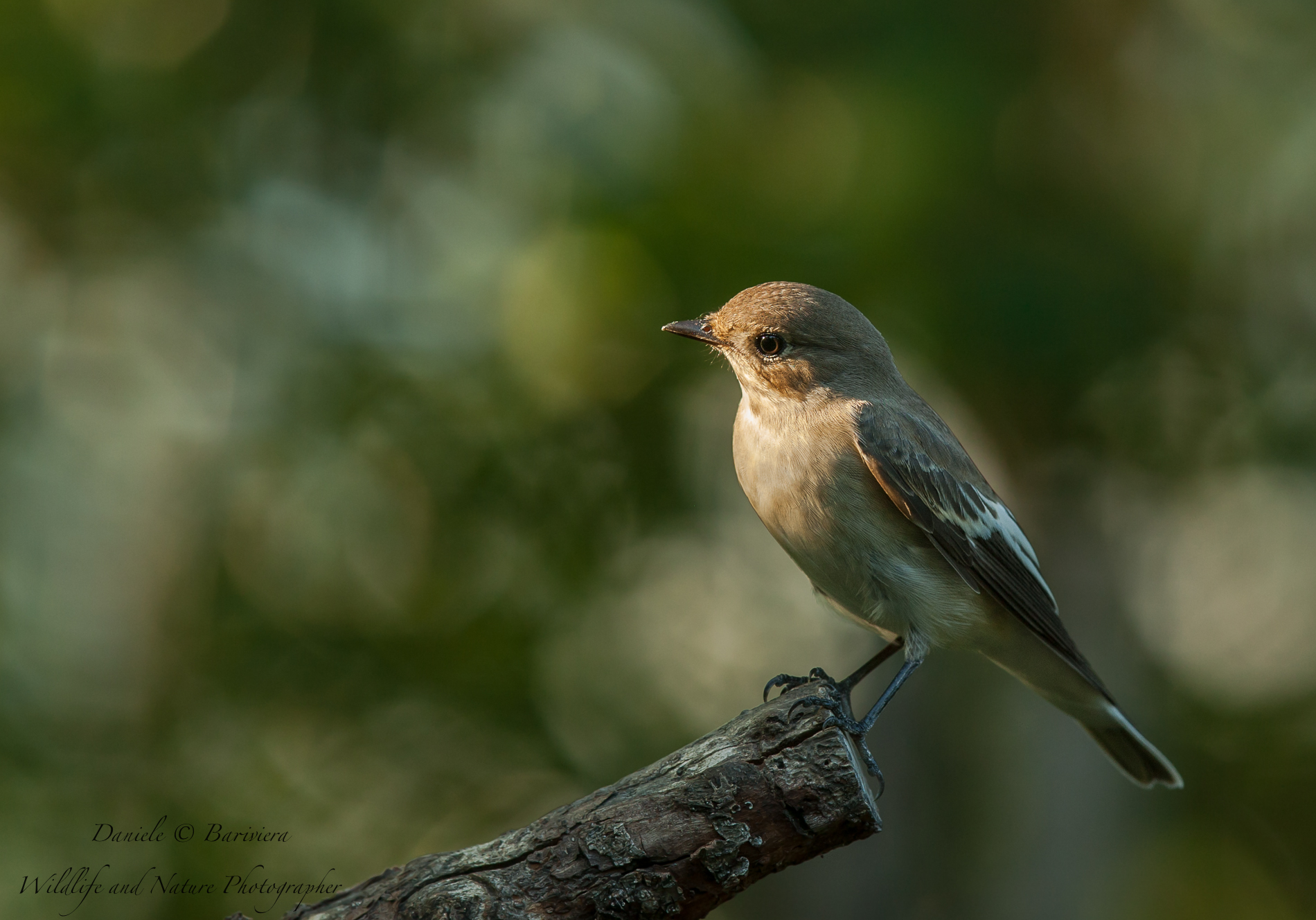gli ultimi raggi nel petto