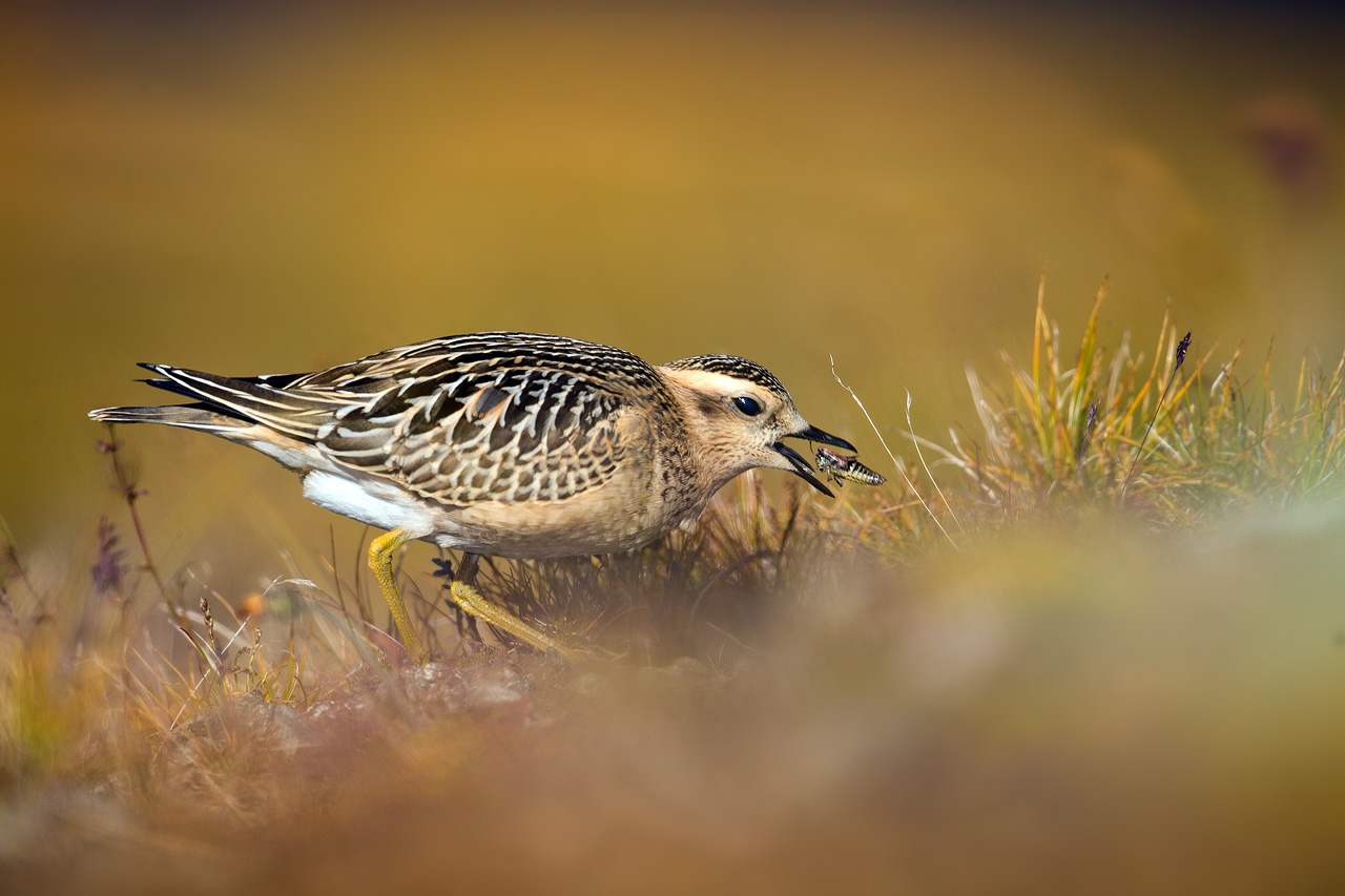 The Dotterel and the Grasshopper