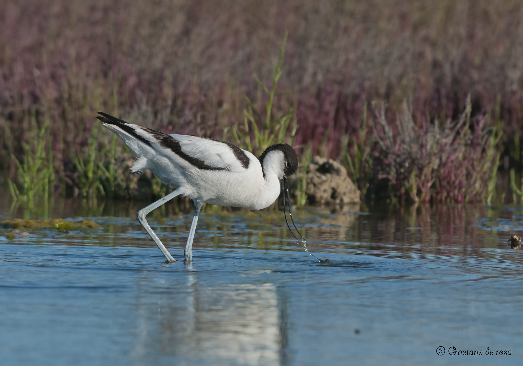 Avocetta