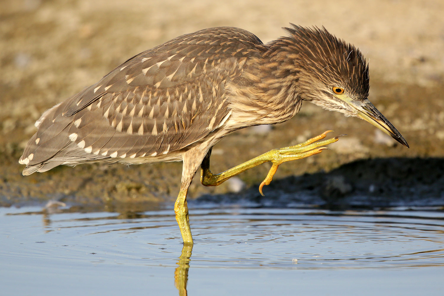 Occhio a dove metti i piedi !
