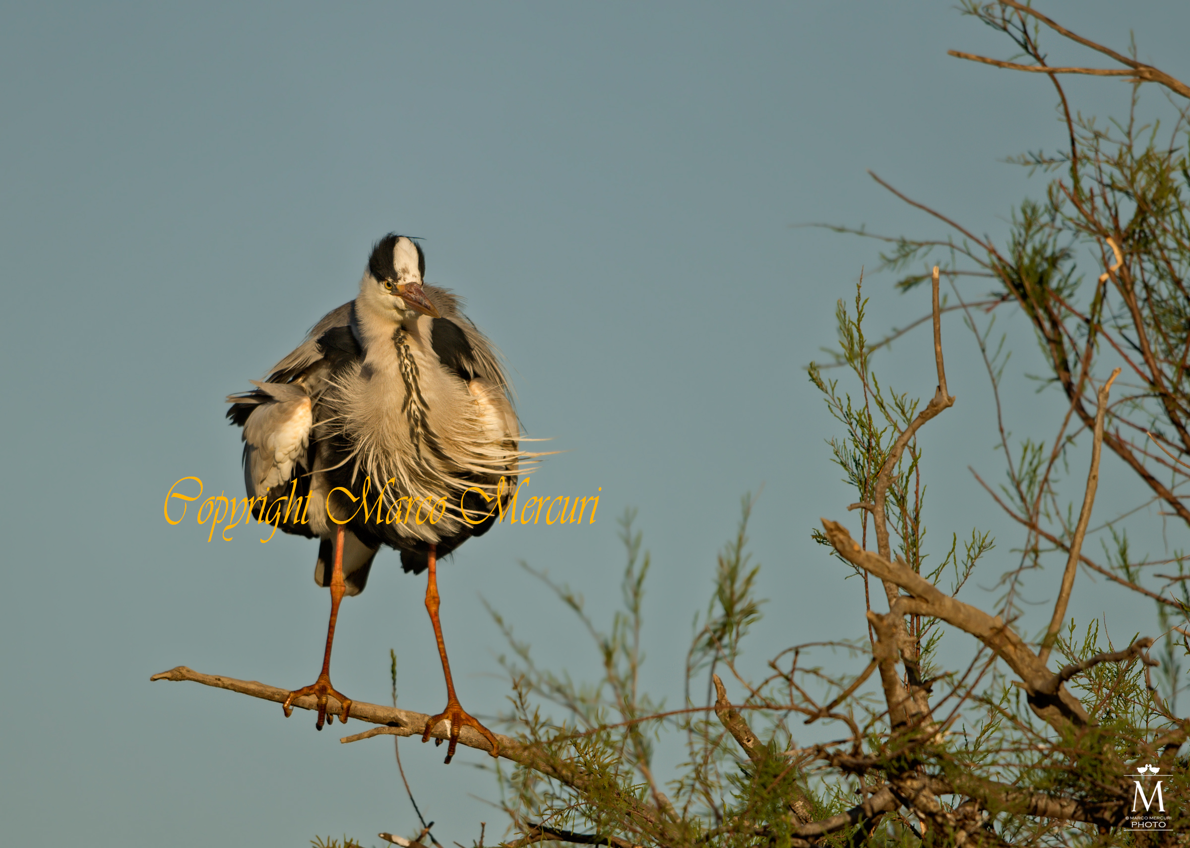 Sturmtruppen a Pont de Gau!!!