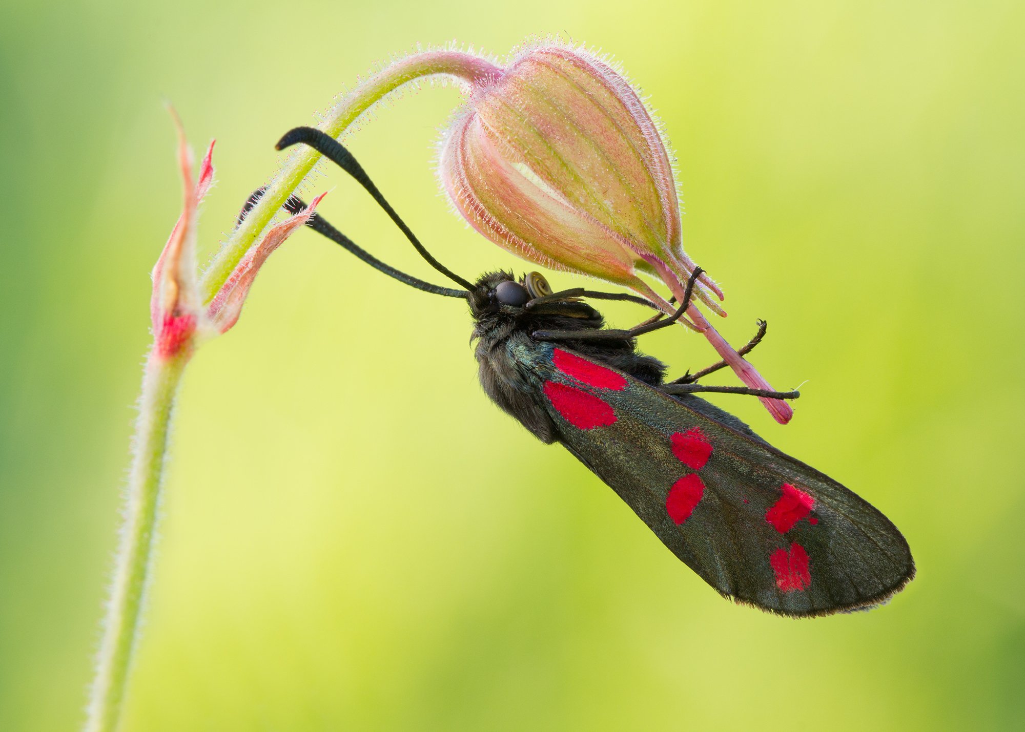Zygaena