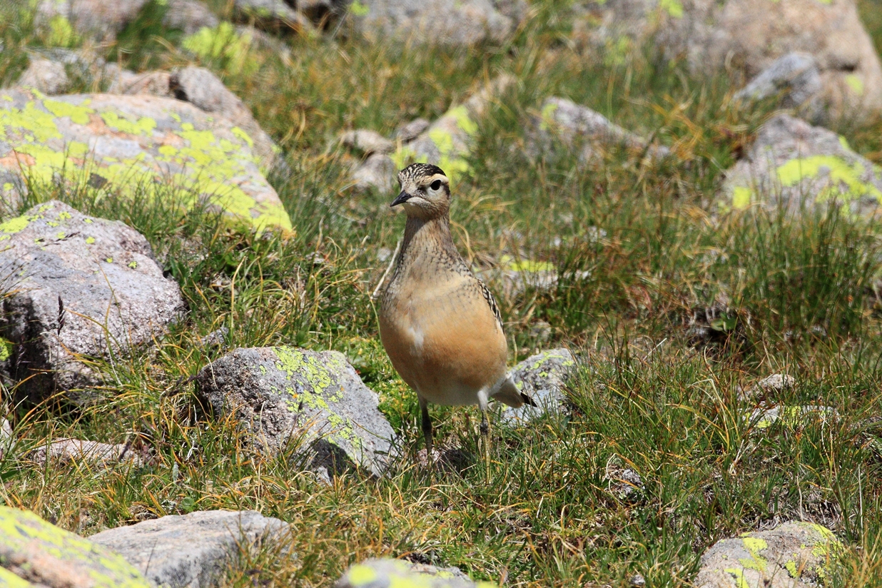dotterel