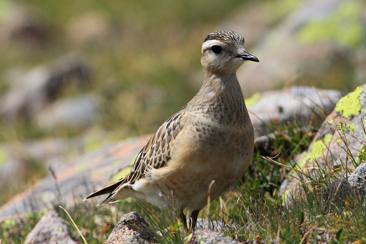 dotterel