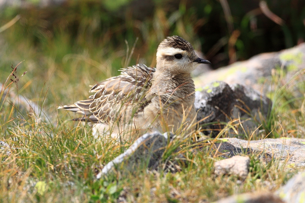 dotterel