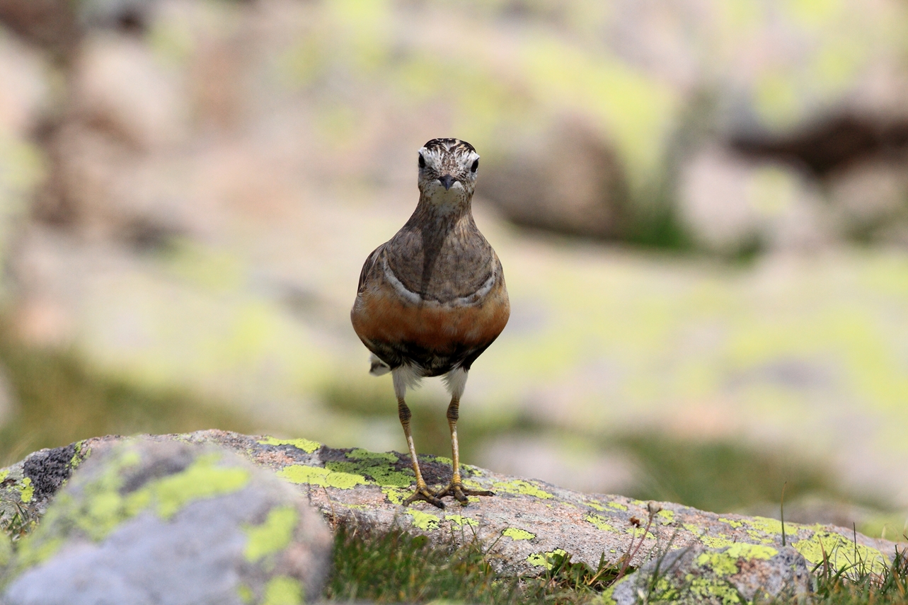 dotterel