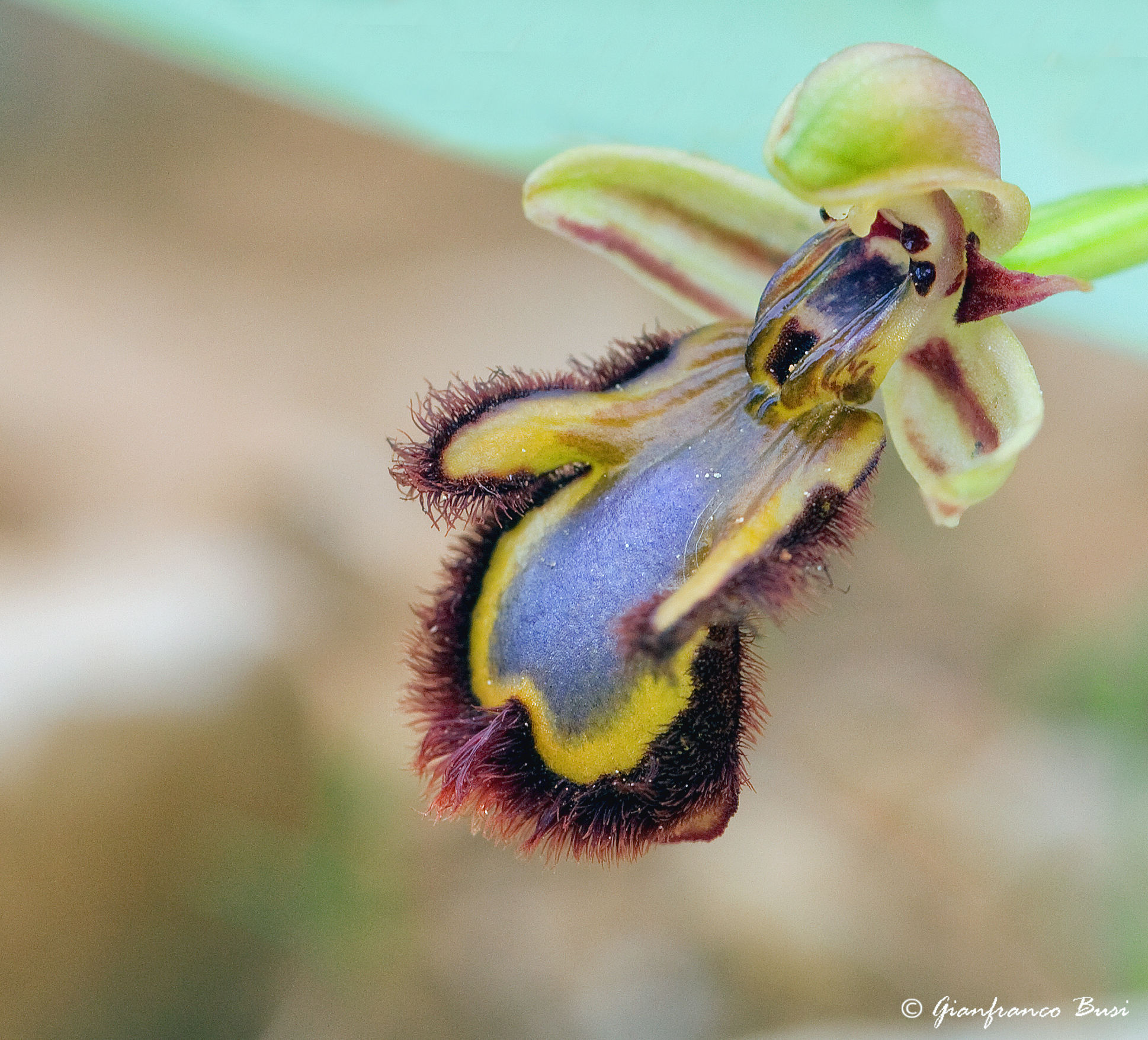 ophrys speculum 1