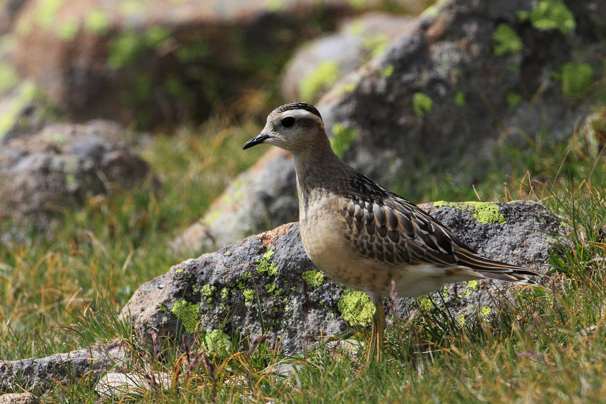 dotterel