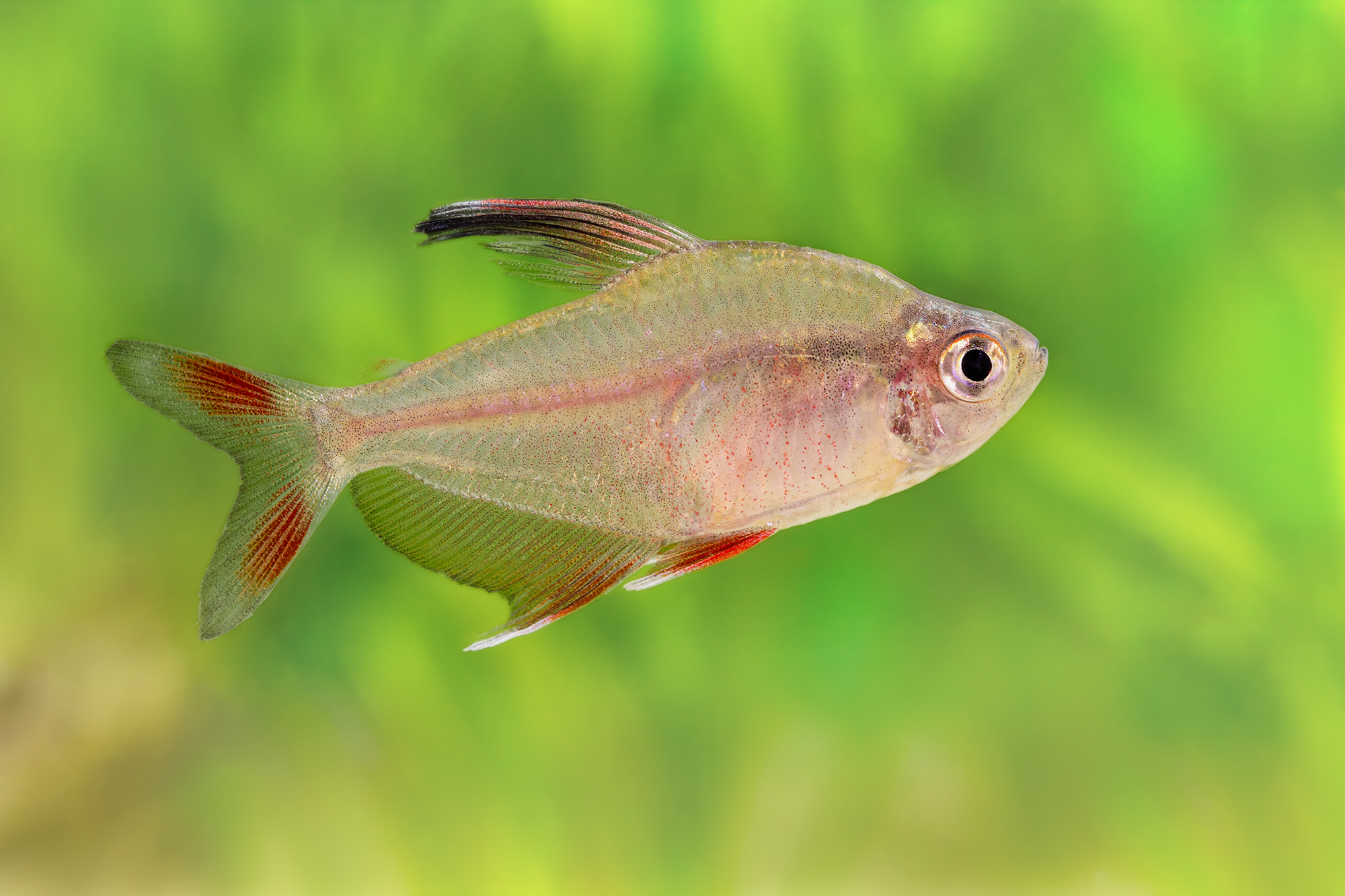 Hyphessobrycon ornatus