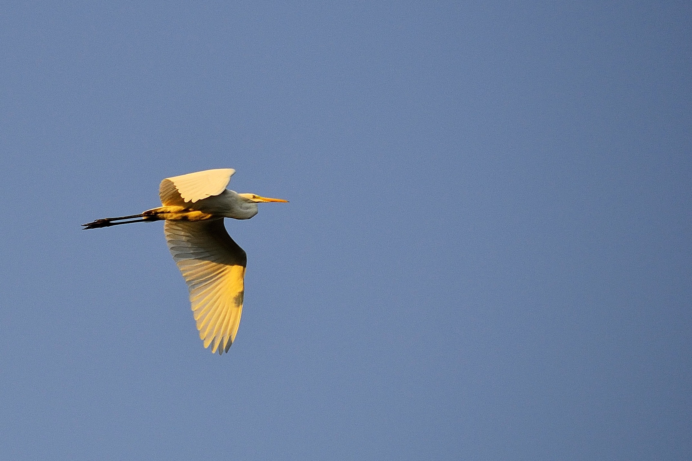 Airone bianco in volo