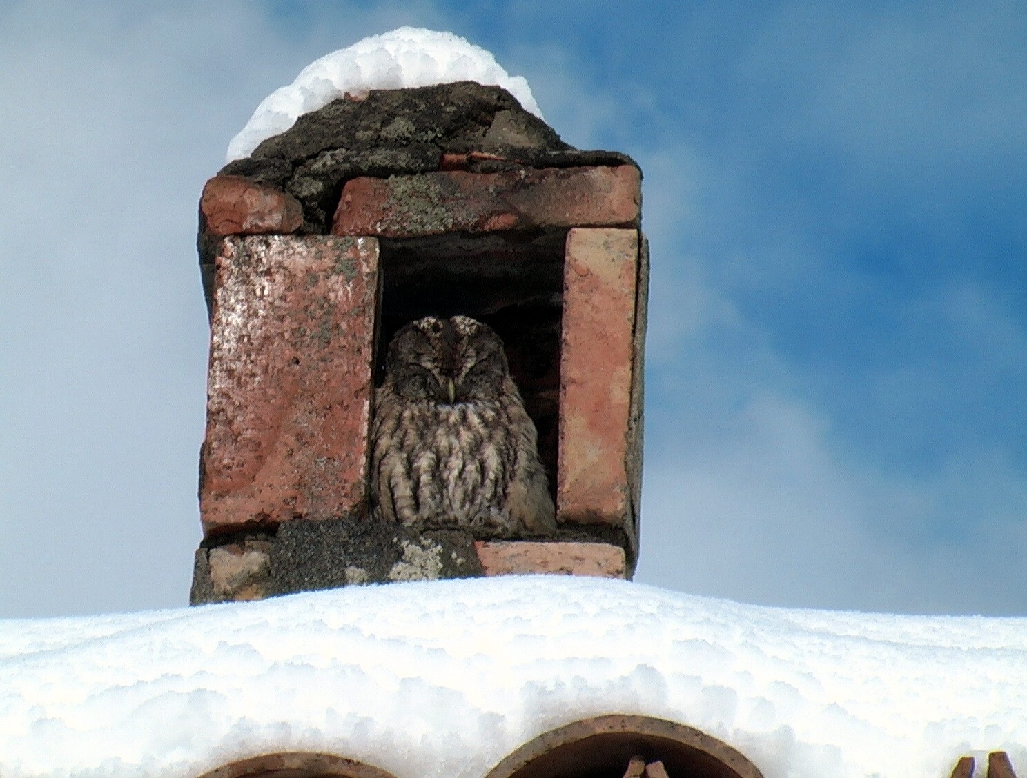 The owl in the chimney