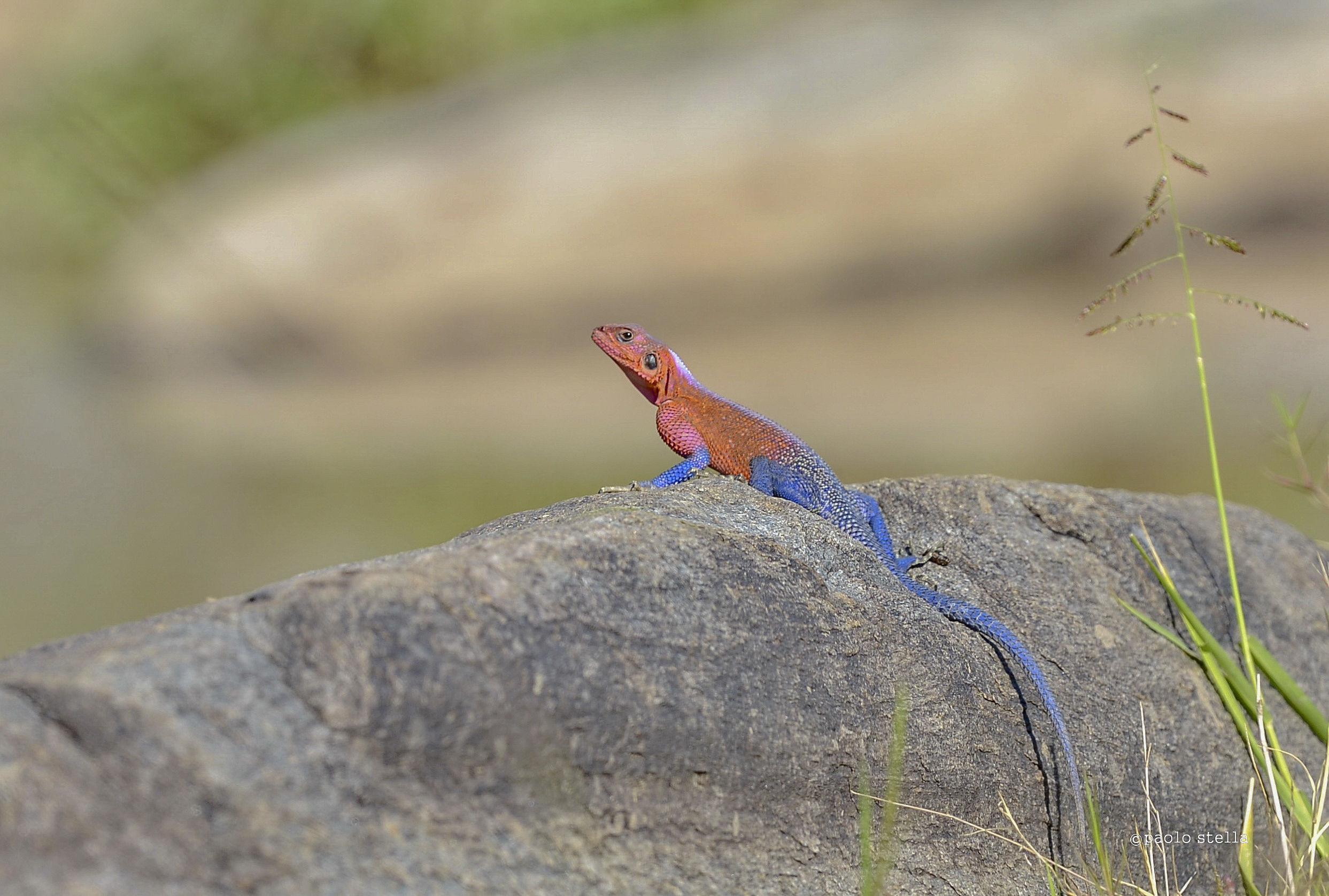 Flat-Headed Rock Agama