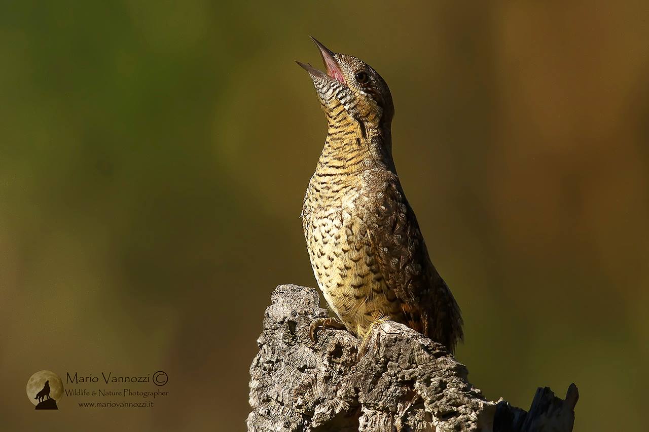 The song of torticollis